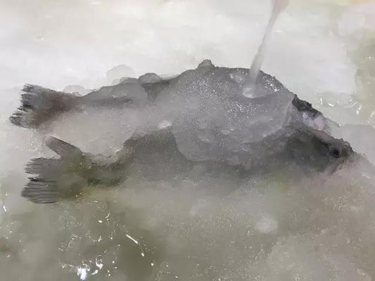 3T / 24H Slurry Ice Machine Maszyna do produkcji lodu do owoców morza